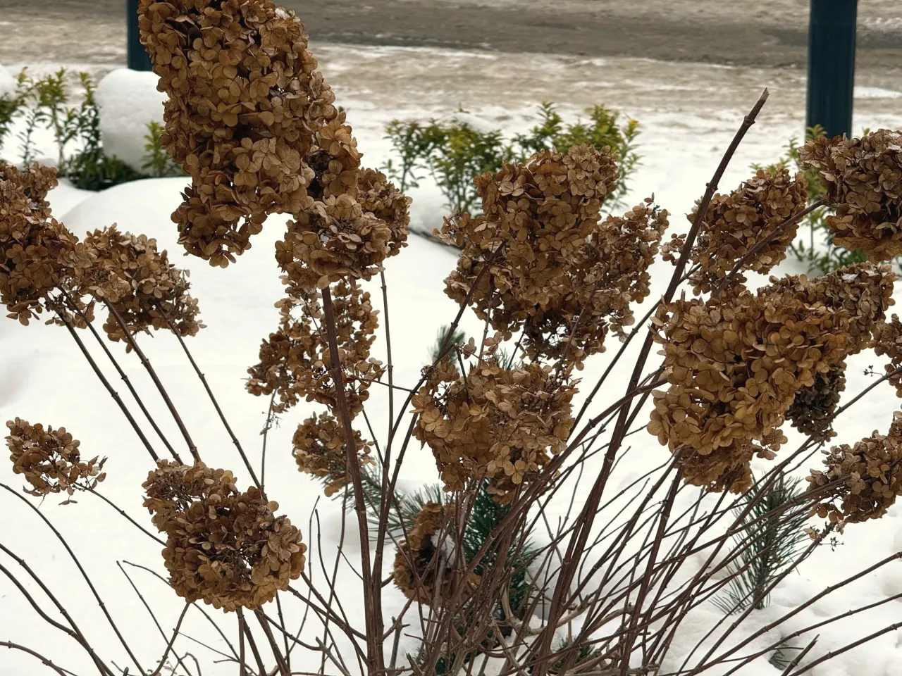 Błędy w przycinaniu hortensji