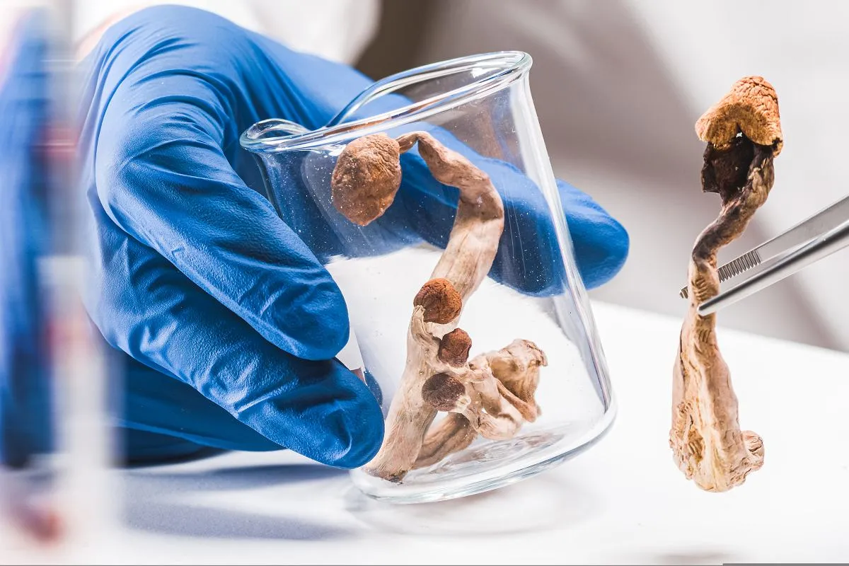 psylocybina terapia depresji, badania kliniczne psychodeliki