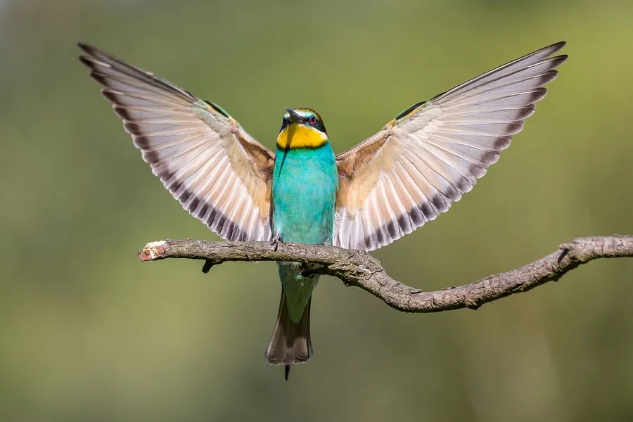 Dudek kraska żołna por&oacute;wnanie