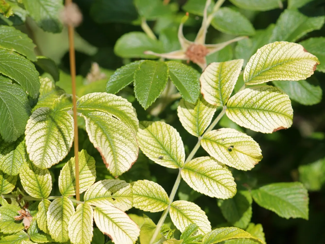 rośliny z zielonymi liśćmi, zdrowy ogród