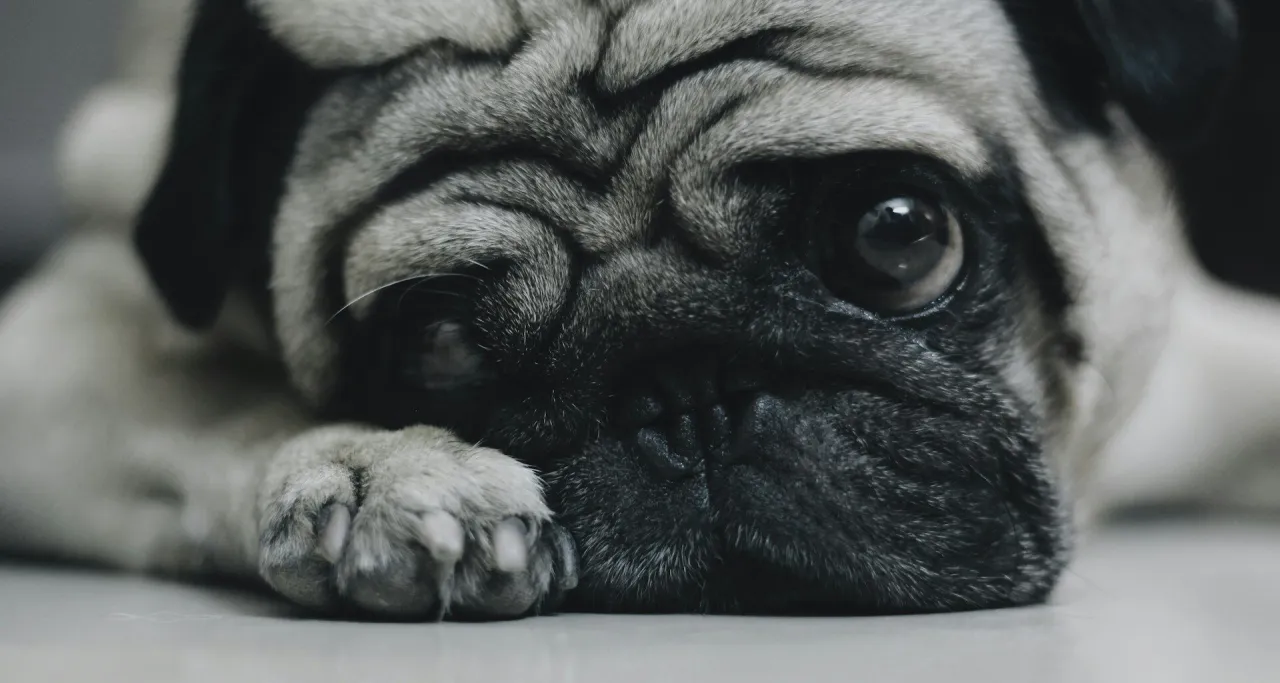 Smutny mops leży na podłodze, jego wielkie oczy patrzą wprost przed siebie. Czy weterynarz uspi psa?