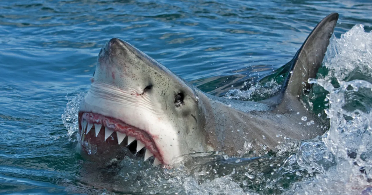Wielki biały rekin wynurza się z wody, pokazując ostre zęby. Czy w morzu bałtyckim są rekiny? Ten obraz może budzić niepokój.