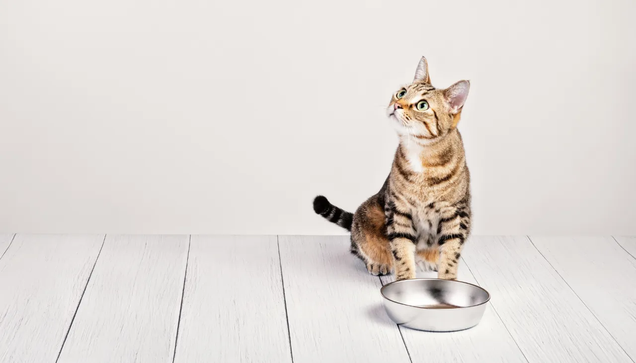 kot patrzy na par&oacute;wkę vs zdrowa karma