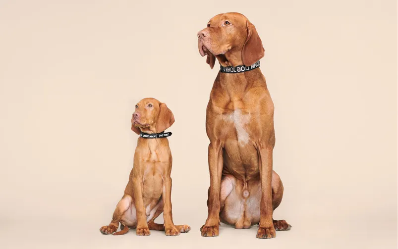 zdrowy szczeniak wygląd