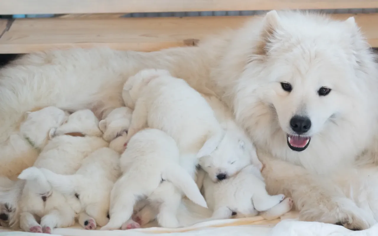 Suka karmiąca szczenięta