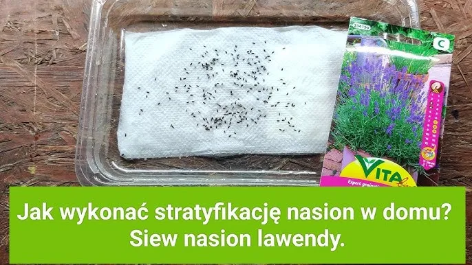 nasiona lawendy stratyfikacja w lodówce