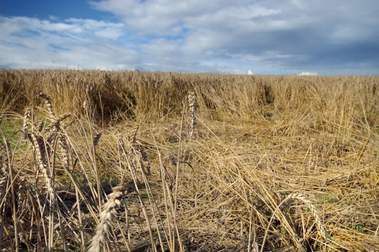 Pole pszenicy po żniwach, zniszczone przez dziką zwierzynę. Czy myśliwy może dostać odszkodowanie za szkody łowieckie?