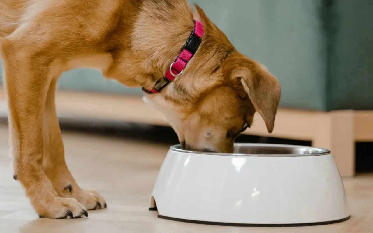 Dieta dla psa z chorą trzustką przepisy