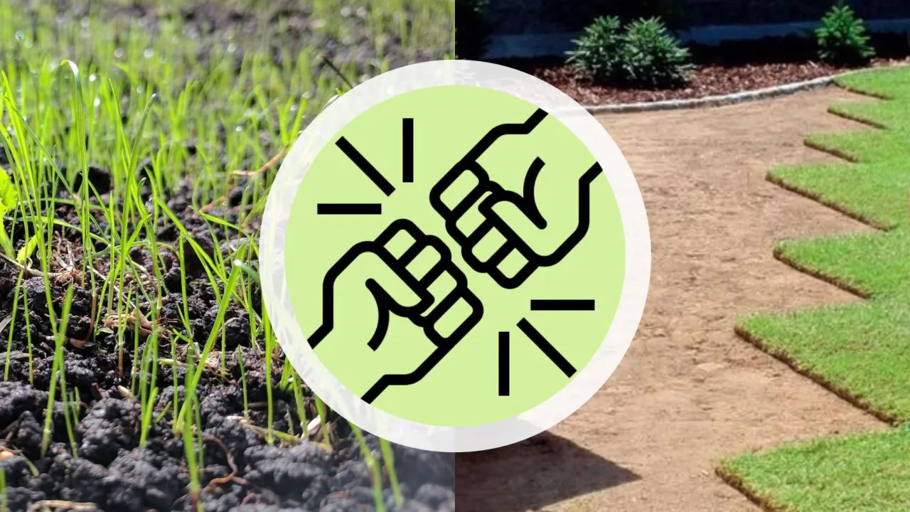 trawa z rolki kontra trawa z siewu por&oacute;wnanie