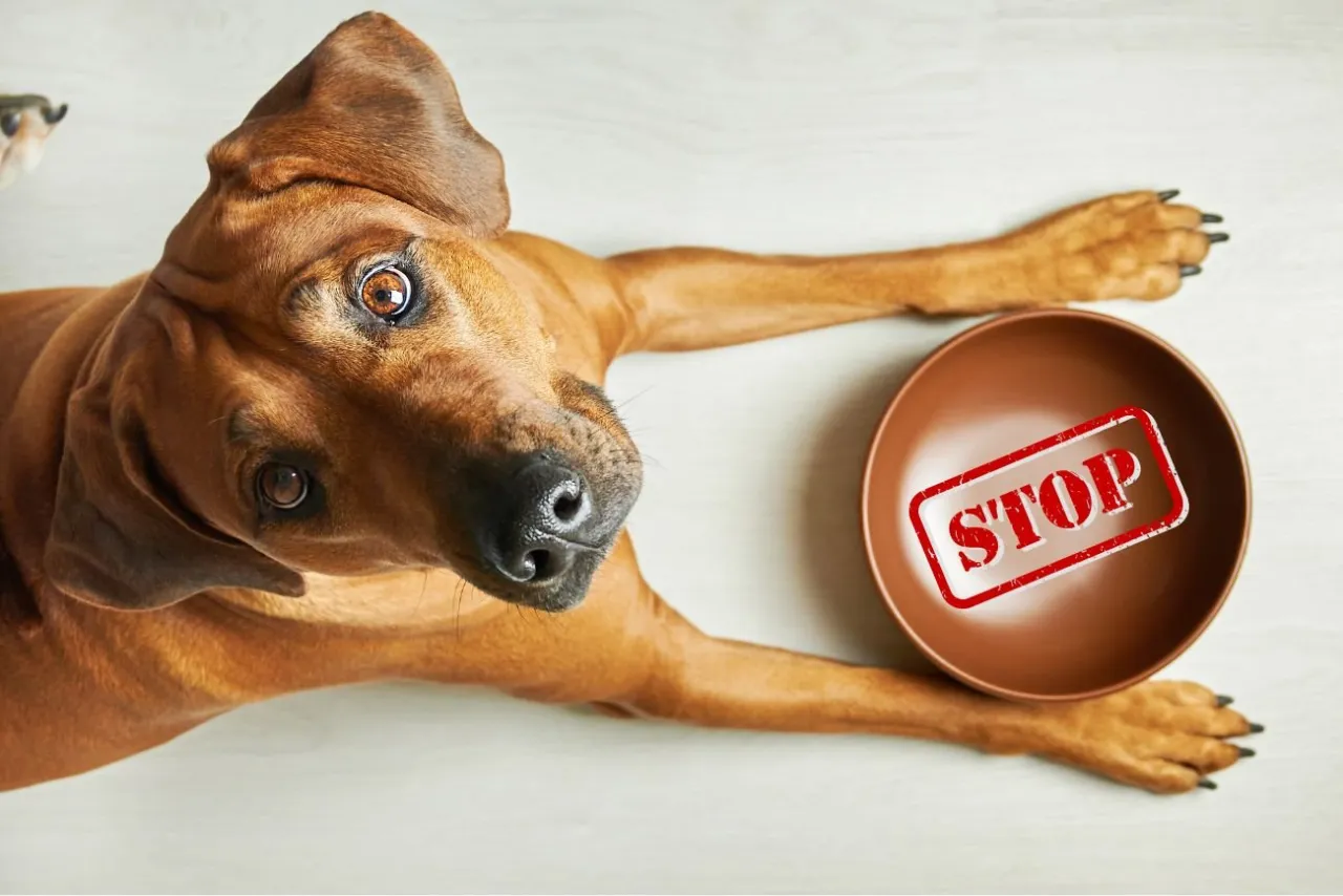 pies i niebezpieczne jedzenie