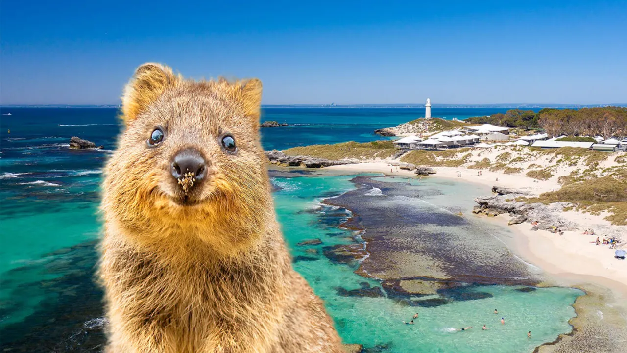 Quokka Rottnest Island