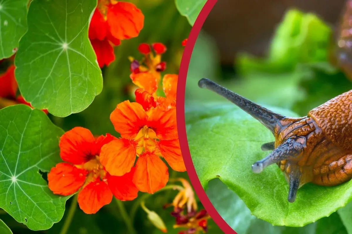 Ślimak nagoskrzelny szkodnik w ogrodzie