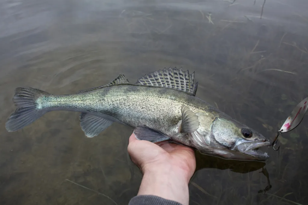 najpopularniejsze ryby drapieżne w Polsce