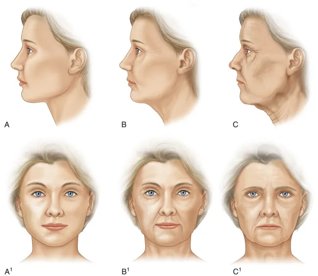 sk&oacute;ra dojrzała wiek etapy starzenia
