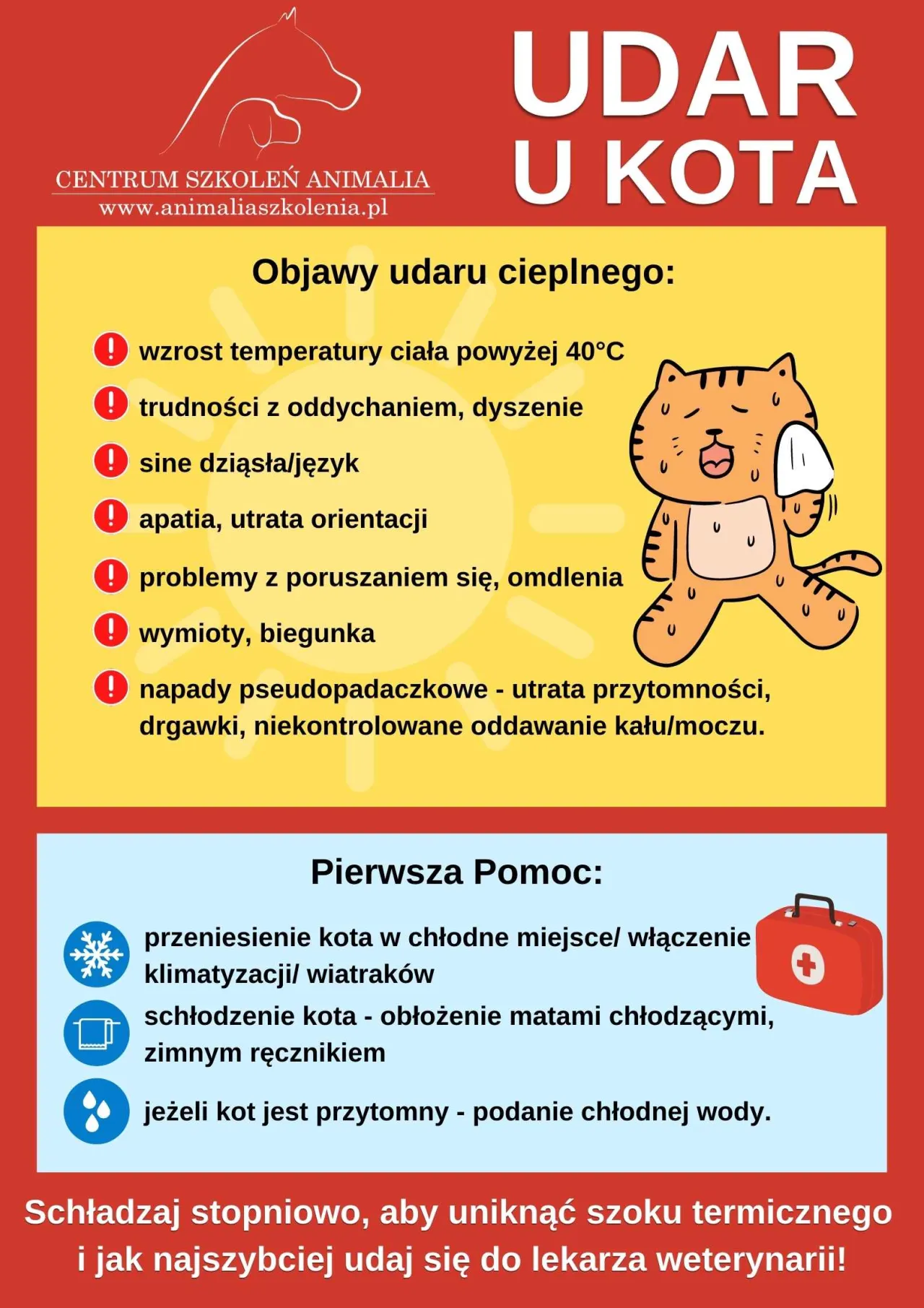 Zdjęcie Udar cieplny u kota objawy: Jak rozpoznać zagrożenie dla zdrowia?