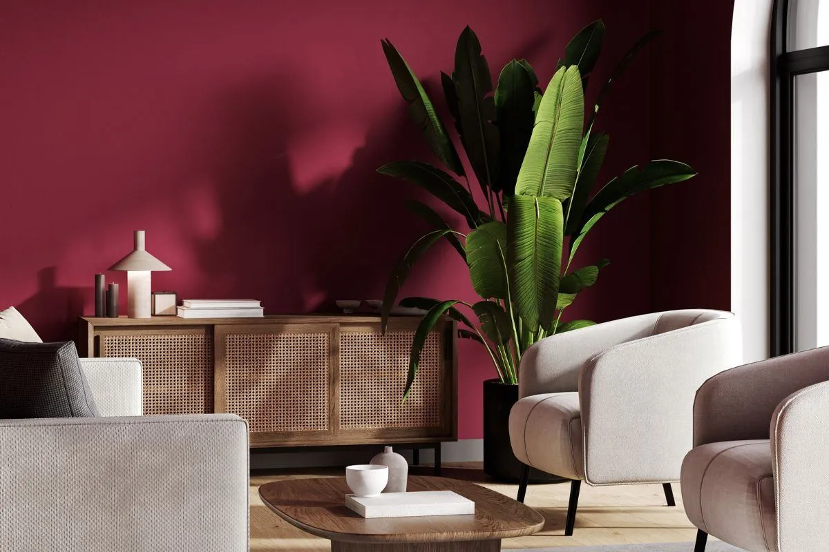 Ściany w głębokim, burgundowym kolorze tworzą tło dla jasnych mebli i dużej rośliny.