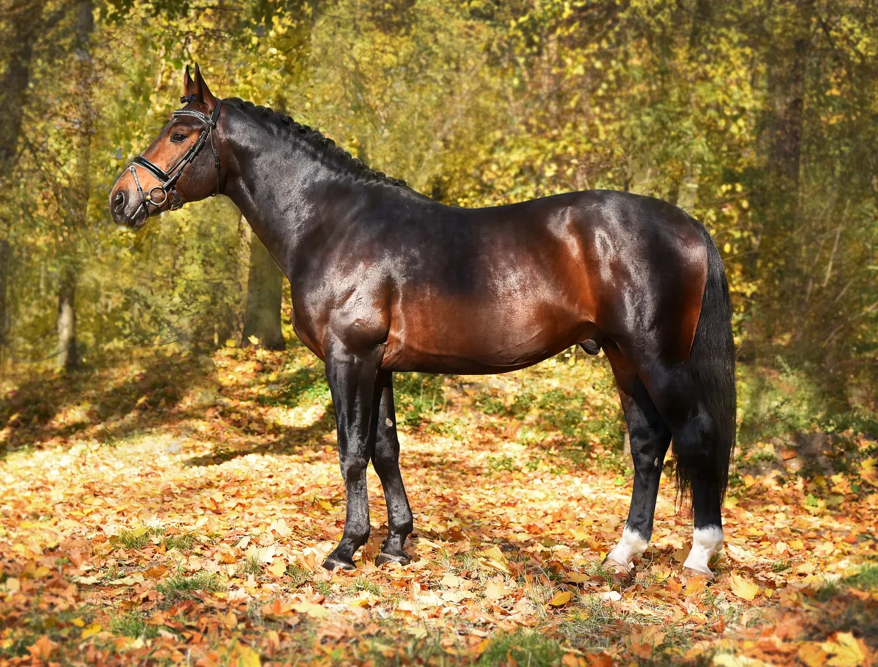 faworyt a czarny koń r&oacute;żnica