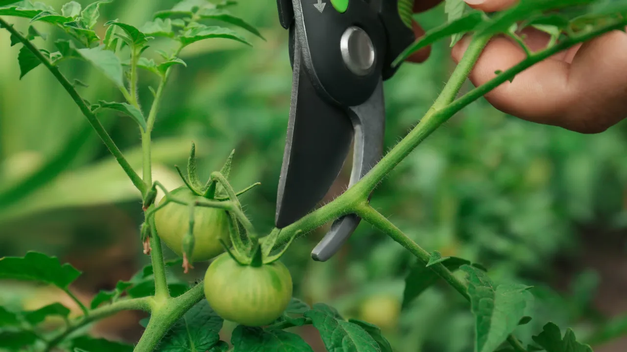 Przycinanie pomidorów korzyści