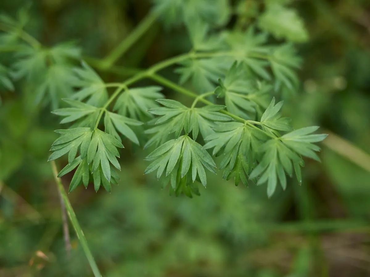 Blekot pospolity vs koper