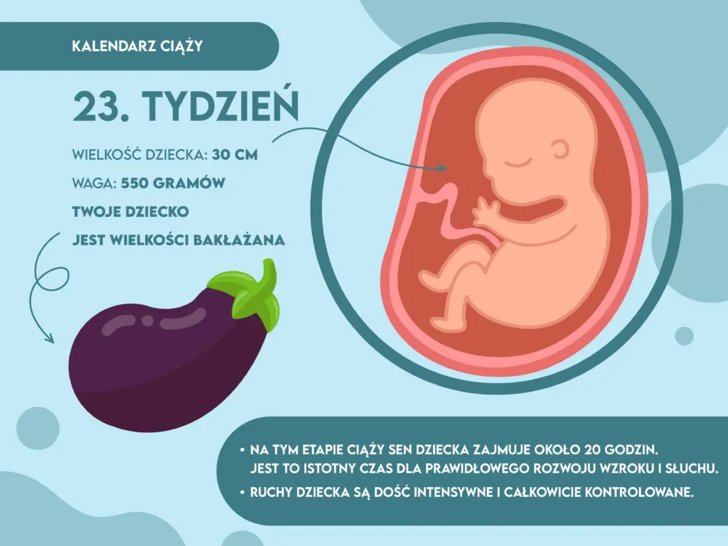 Rozwój płodu 23 tydzień ciąży porównanie wielkości