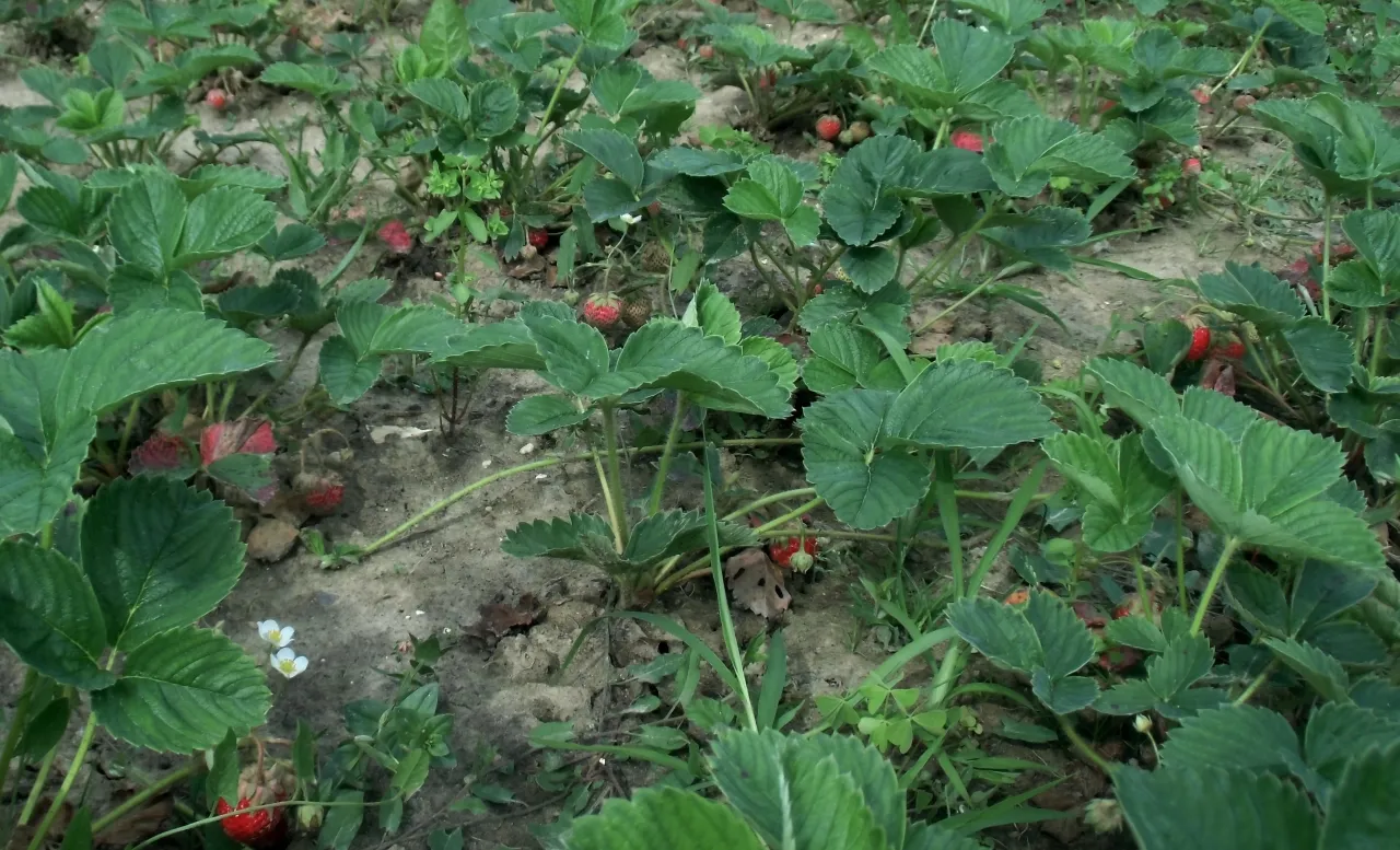 Liście truskawek z czerwonymi przebarwieniami i zdeformowanymi brzegami, wskazujące na objawy niedoboru wapnia.