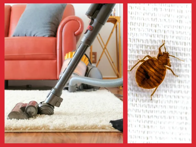 przygotowanie mieszkania do dezynsekcji pluskiew odkurzanie