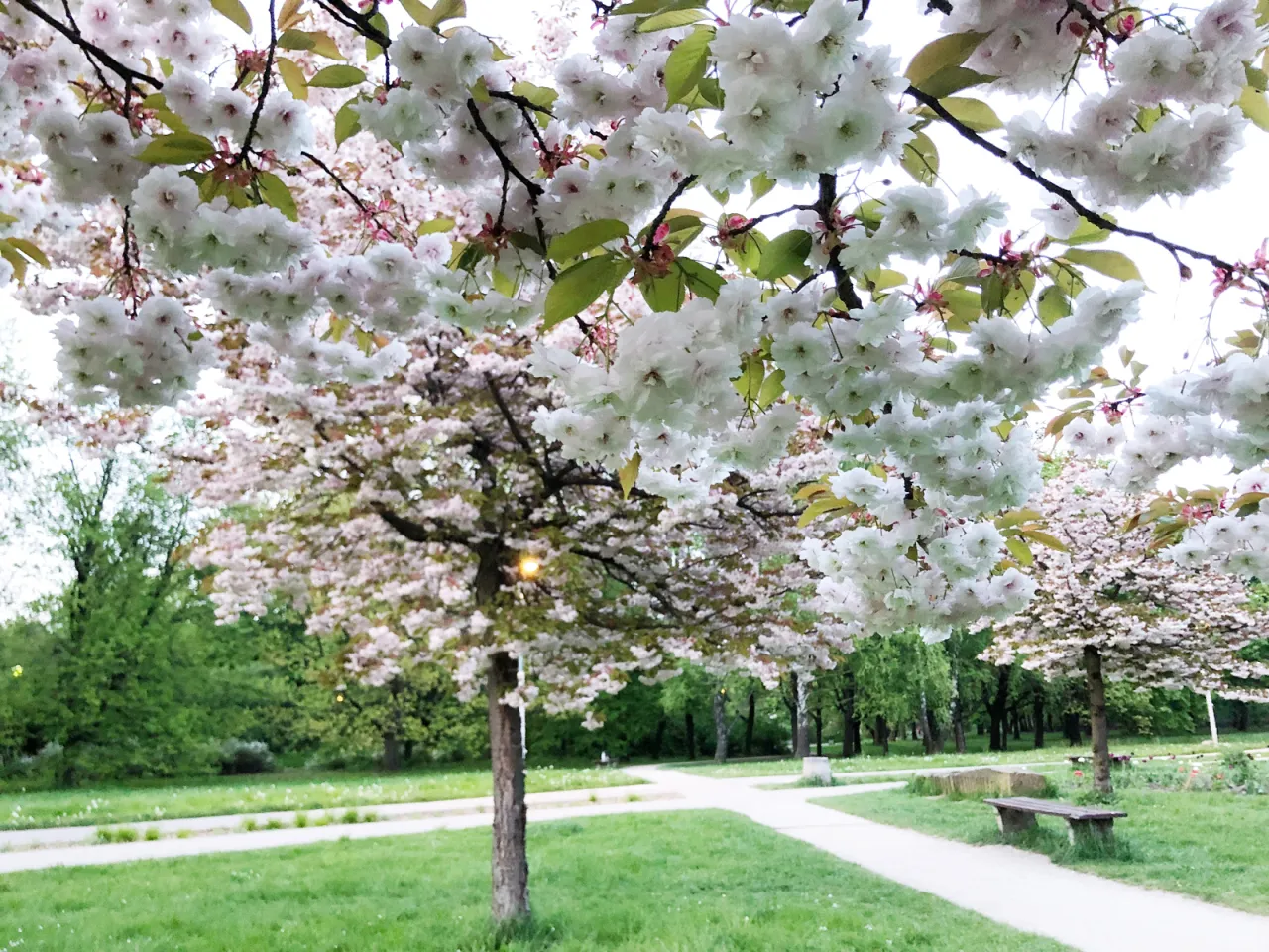 Kwitnąca wiśnia w Polsce