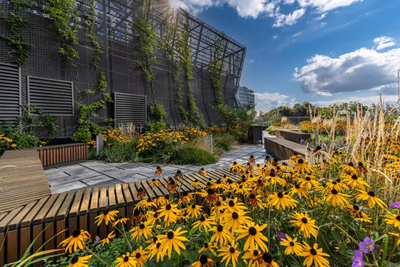 rośliny na zielony dach ekstensywny i intensywny