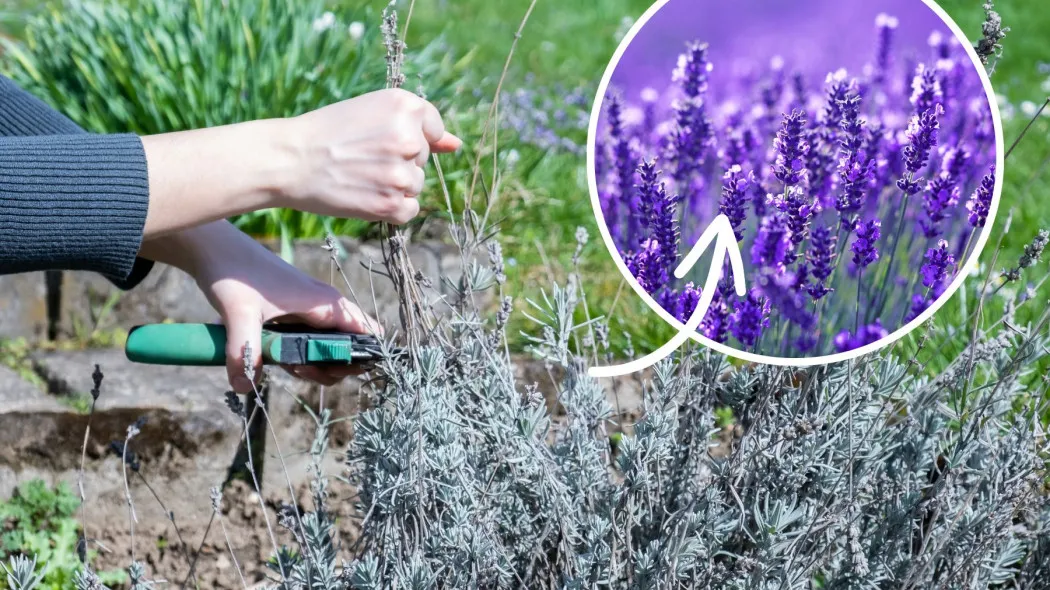 przycinanie lawendy przed i po