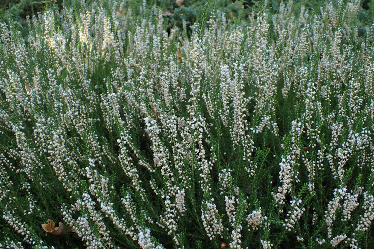 Biały wrzos w doniczce, zbliżenie na biały wrzos