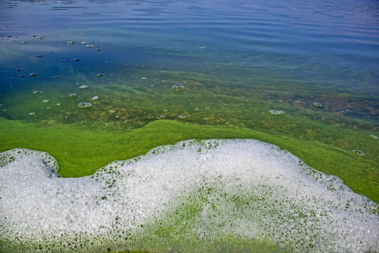 Objawy zatrucia sinicami sk&oacute;ra