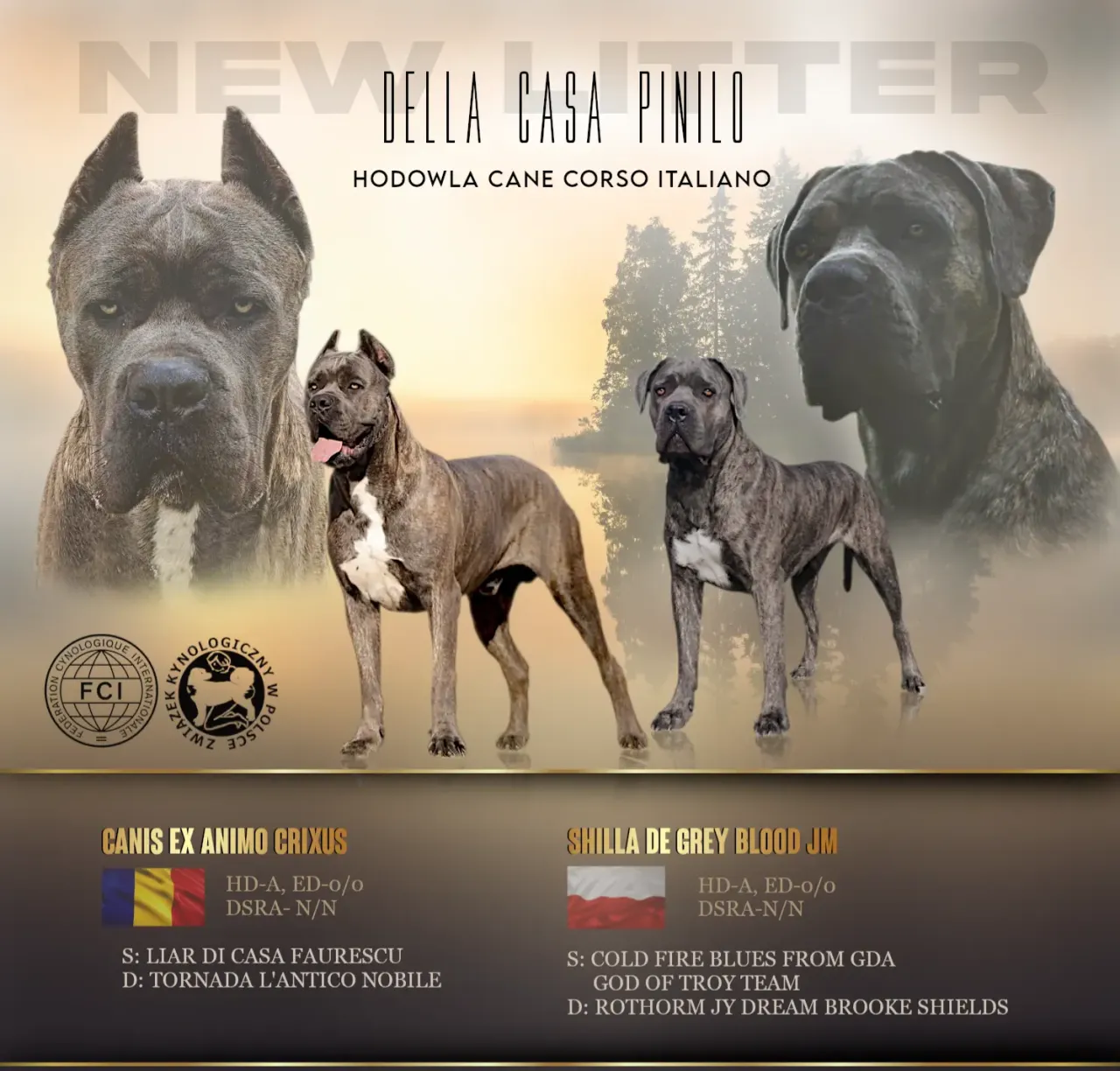 rodzice cane corso badania HD ED