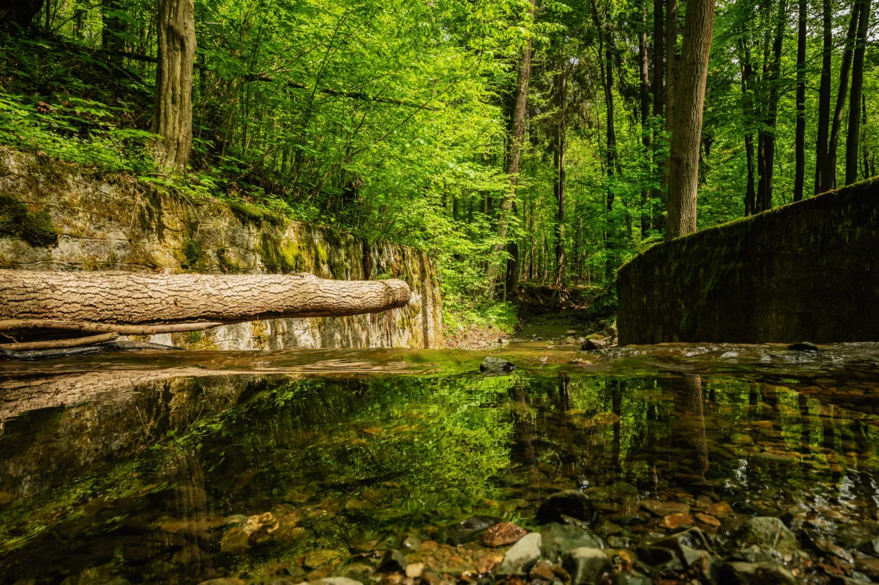 Kamienny brzeg i powalony pień drzewa nad strumieniem w lesie. To piękny przykład rezerwatów przyrody w Małopolsce.