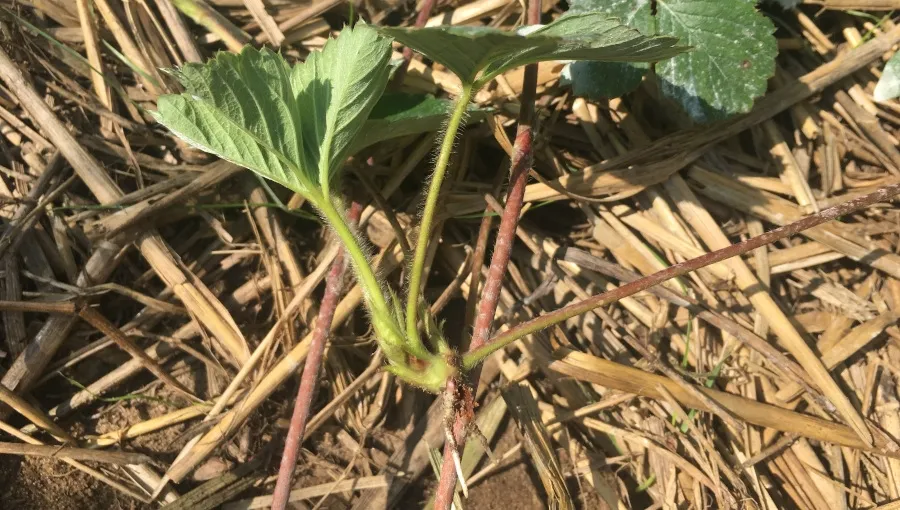 sadzonka truskawki z rozłogu piętka korzenie