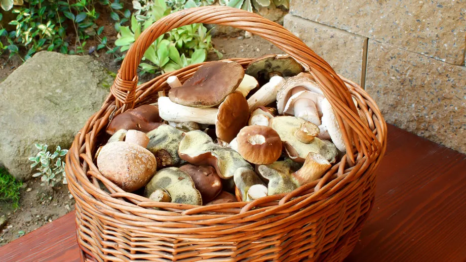 Ekwipunek grzybiarza: koszyk, nóż, buty, spray na kleszcze