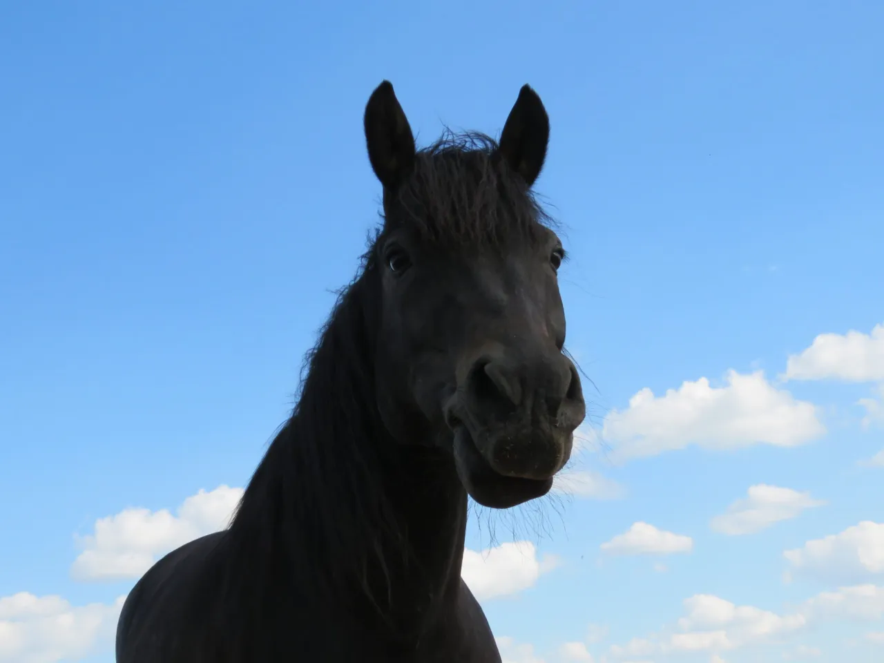 Koń wykonujący sztuczkę