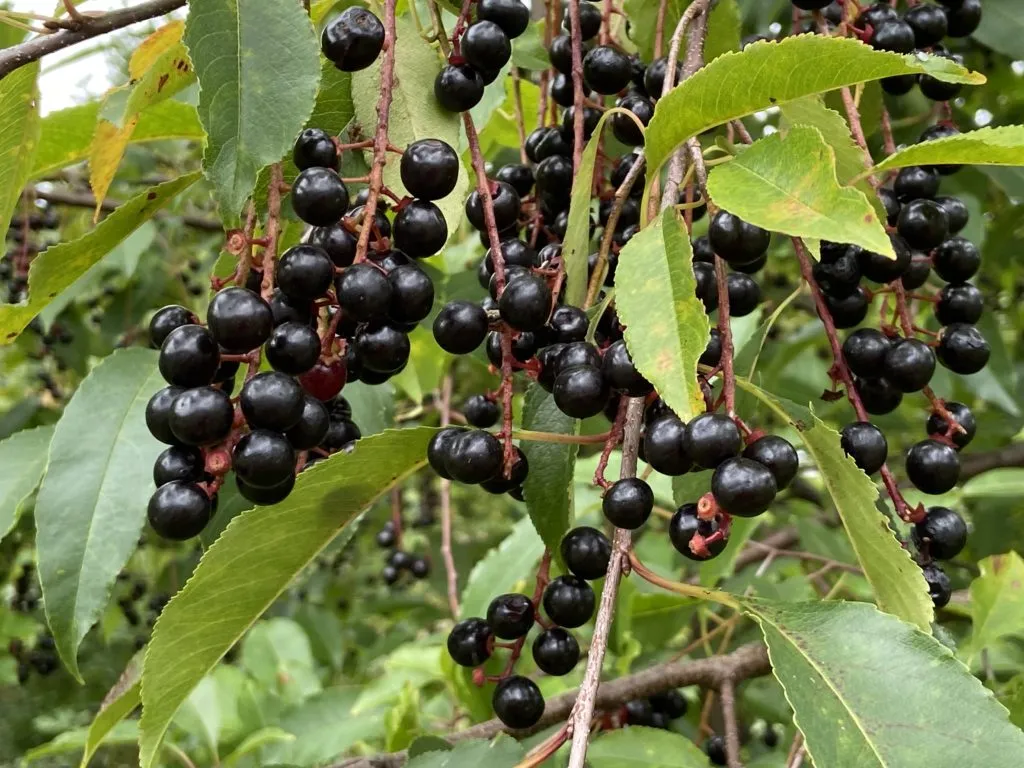 por&oacute;wnanie czeremchy zwyczajnej i amerykańskiej owoce