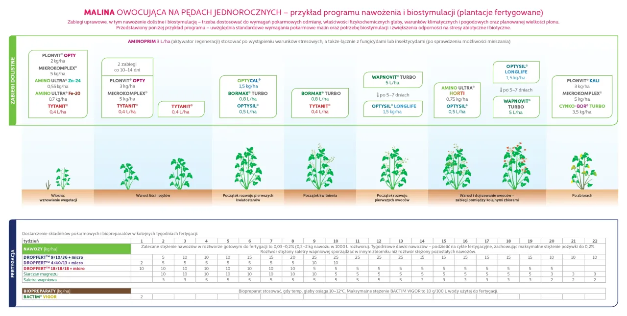kalendarz cięcia malin letnich i jesiennych