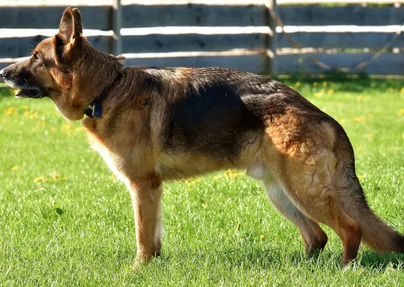 Owczarek niemiecki choroby stawów