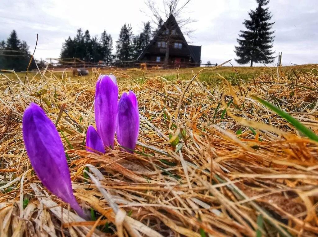 Krokusy Hala Krawcula wiosna