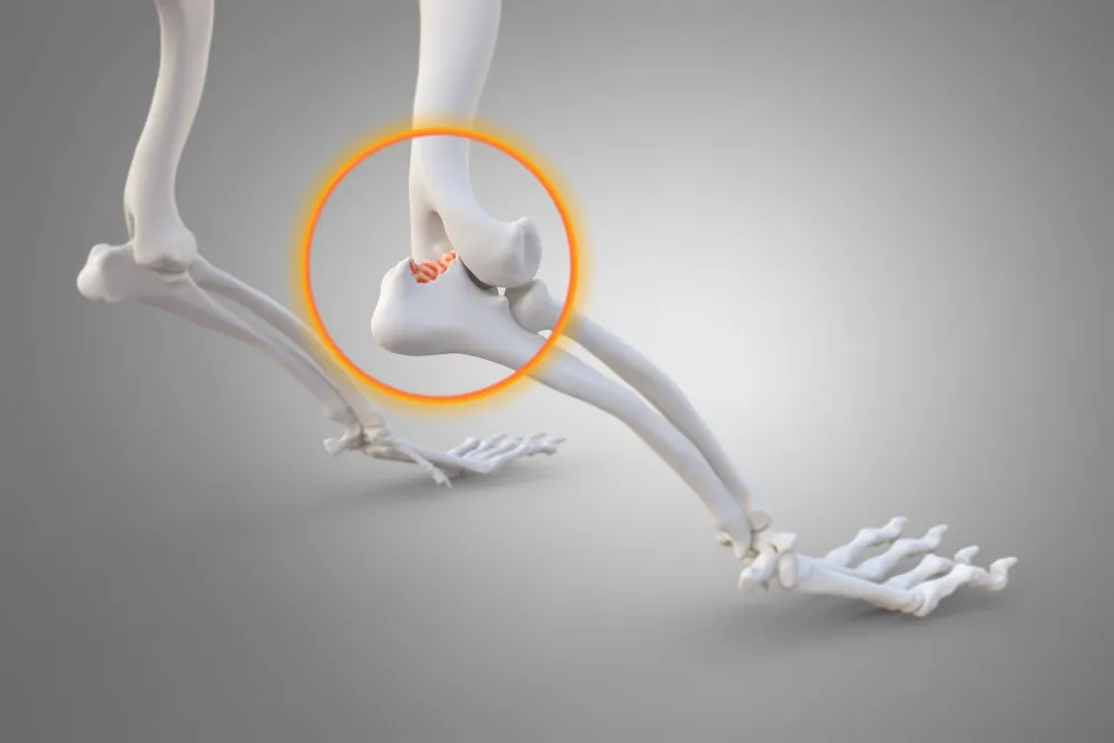 pies z chorobą zwyrodnieniową stawów