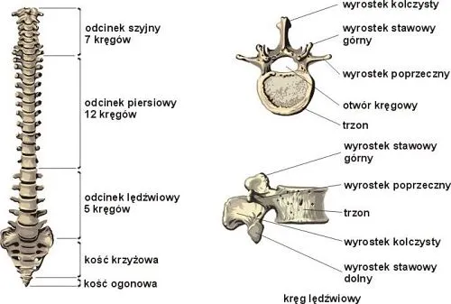 anatomia kręgosłupa lędźwiowego
