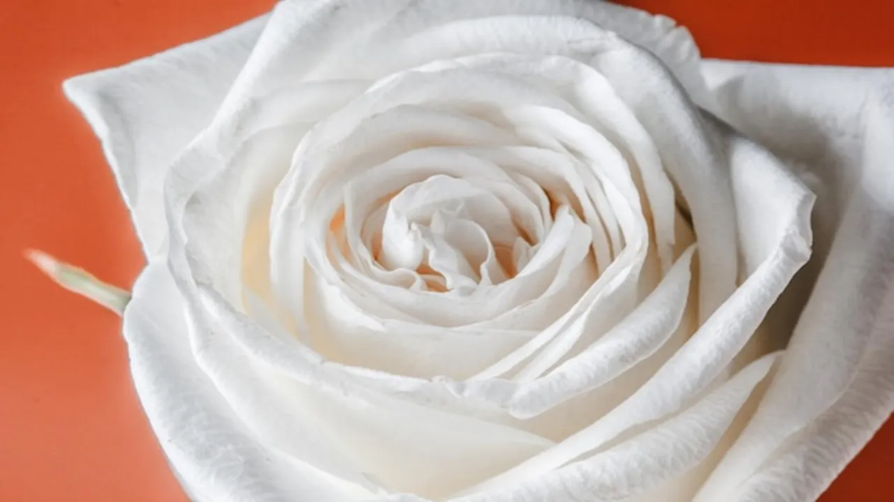 Delikatna biała r&oacute;ża na pomarańczowym tle. Czego symbolem jest biała r&oacute;ża? Czystości, niewinności i nowego początku.