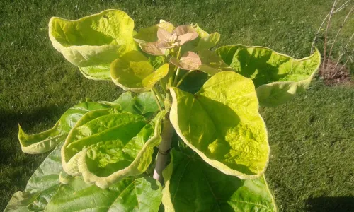 ż&oacute;łte liście katalpy niedob&oacute;r żelaza azot