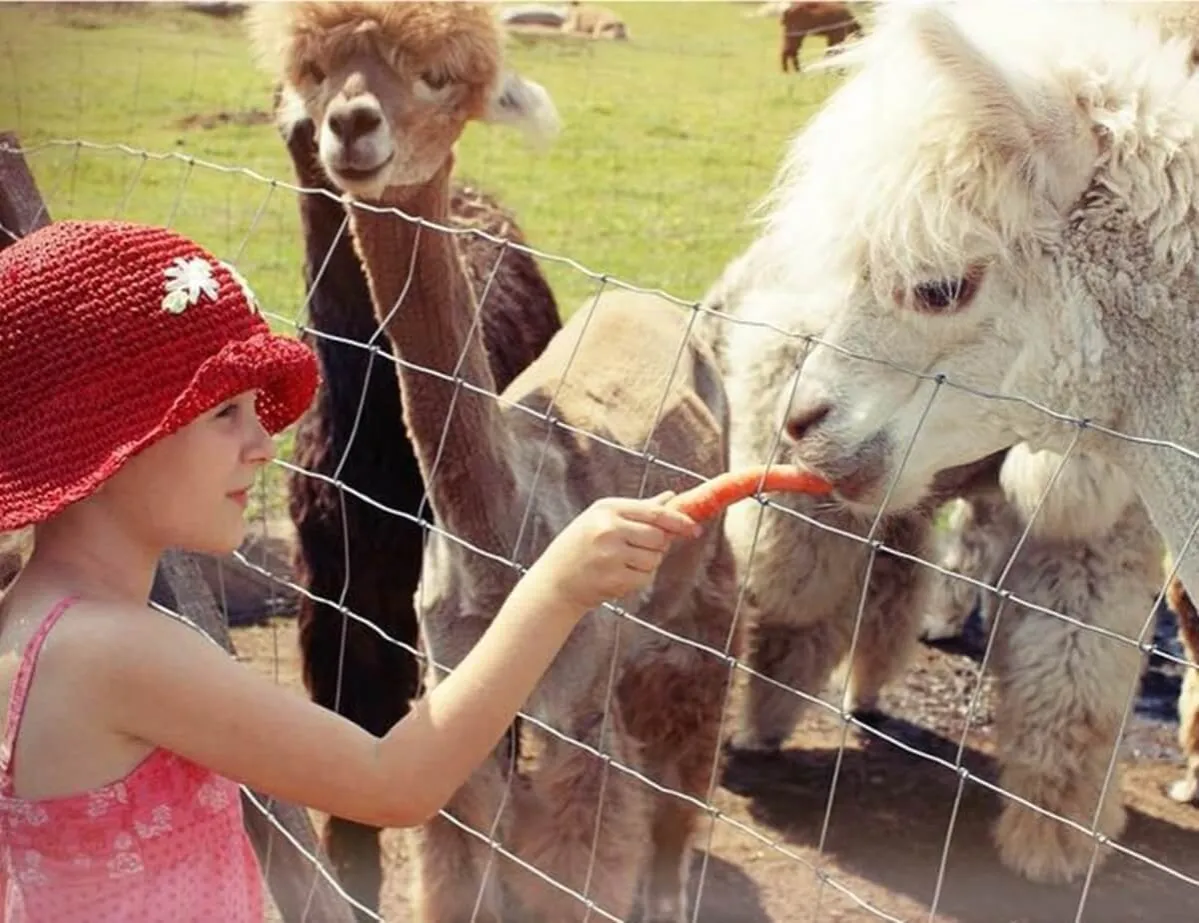 dzieci karmiące alpaki w hodowli opolskie