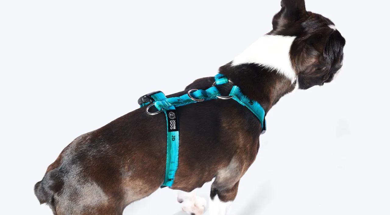 pies w szelkach typu guard