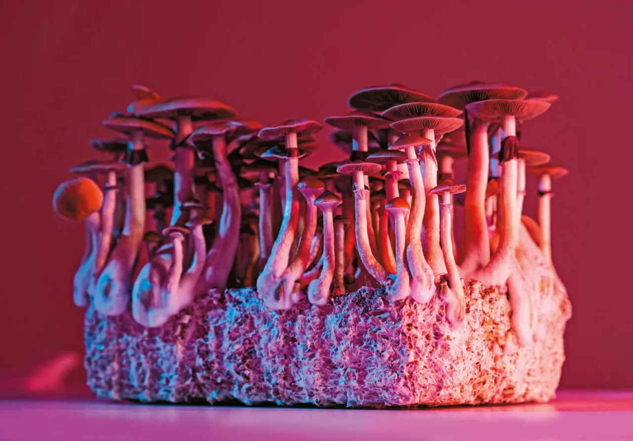 wizualne efekty psylocybiny