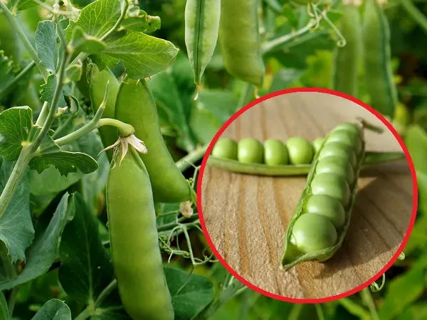 Różnica groszek zielony i cukrowy