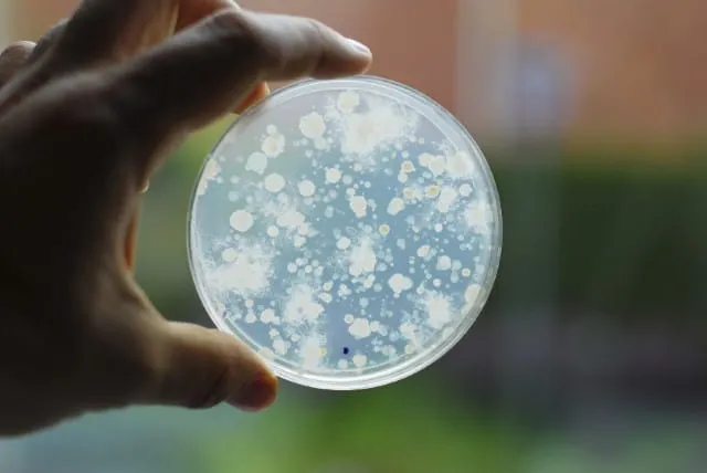 mikroskopijny widok bakterii kwasu mlekowego