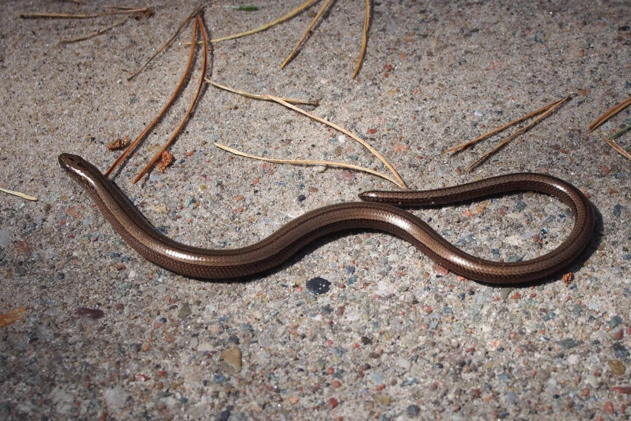 Padalec zwyczajny wygląd i r&oacute;żnice od węża